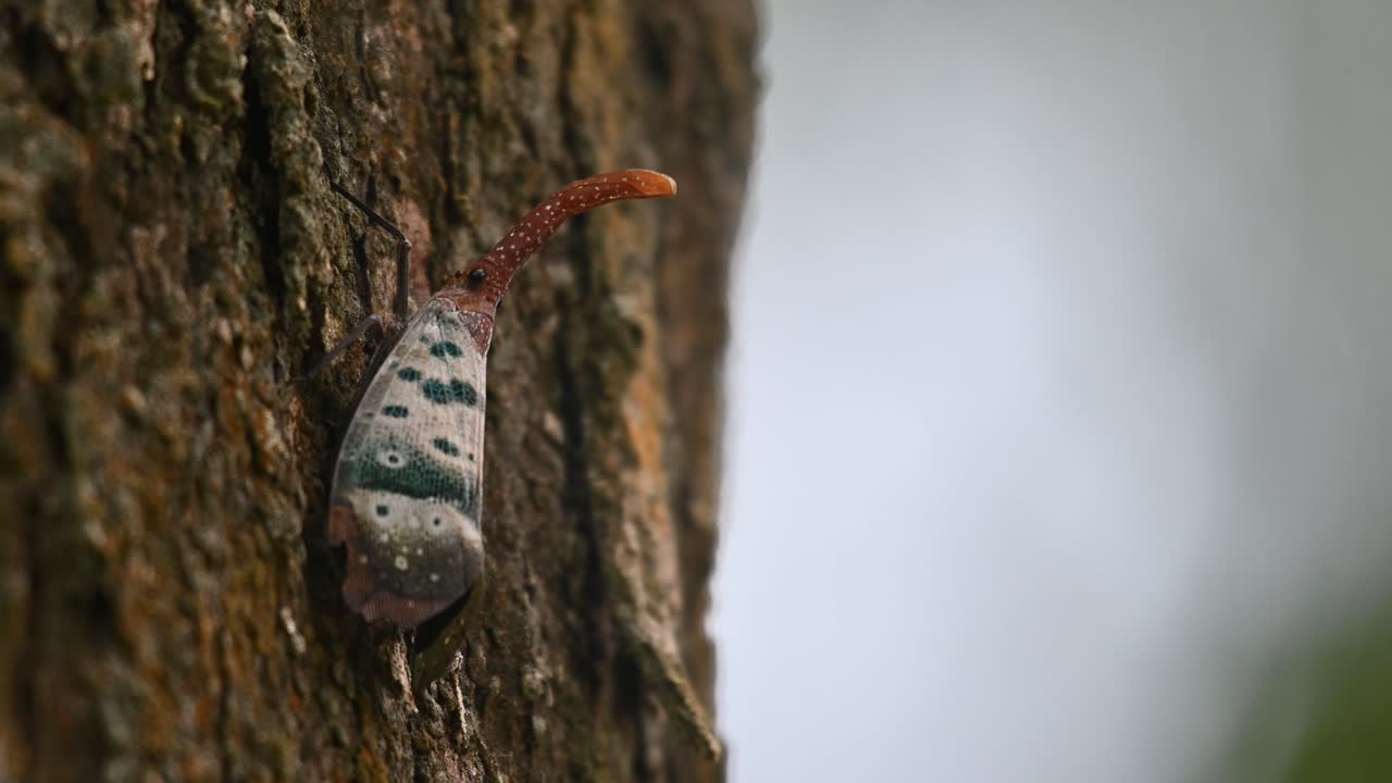 Camera slides to the left while it zooms in revealing this lovely insect, Pyrops ducalis Lantern Bug, Thailand