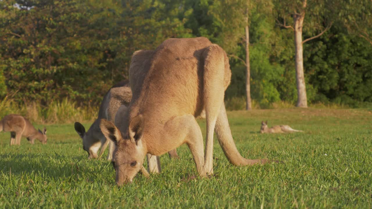 canguro gris oriental comiendo hierba y mirando alrededor del medio ambiente en verano - costa dorada, queensland, australia