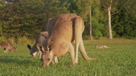 Canguro-Gris-Oriental-Comiendo-Hierba-Y-Mirando-Alrededor-Del-Medio-Ambiente-En-Verano---Costa-Dorada,-Queensland,-Australia