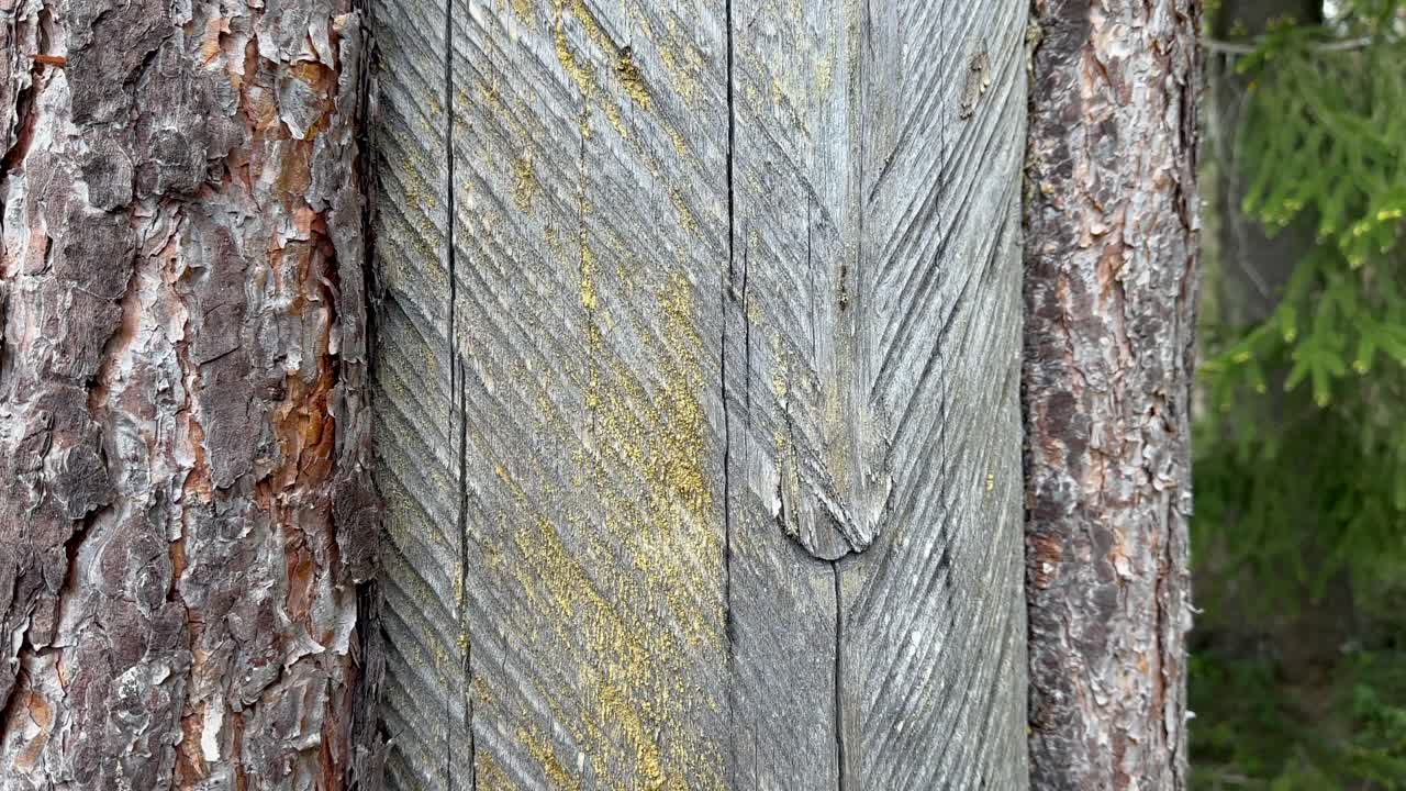 Traces of notches on a pine tree for resin collection. Estonia.