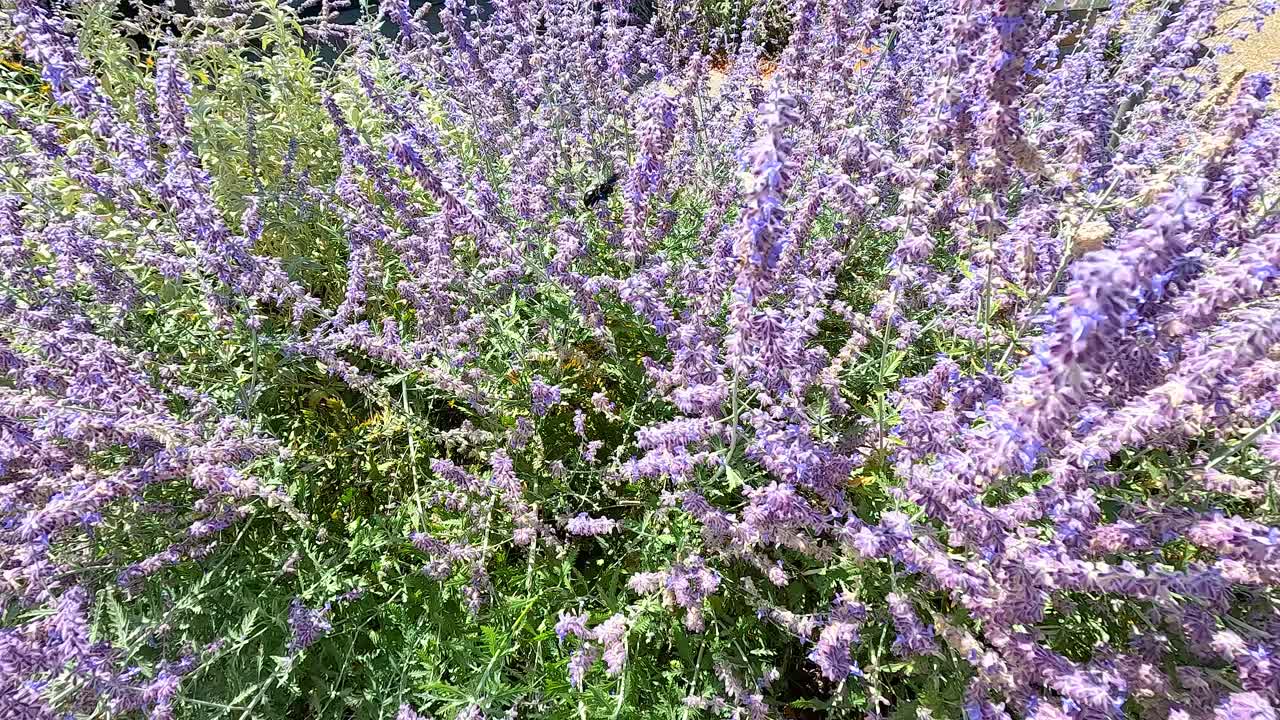 abejas interactuando con flores púrpuras en el jardín
