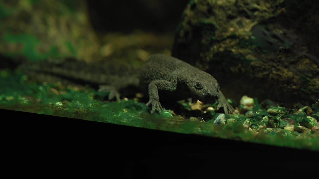 primer plano de un lagarto en piedras en su recinto en el zoológico