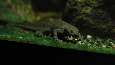 close-up of a lizard on pebbles in its enclosure at zoo