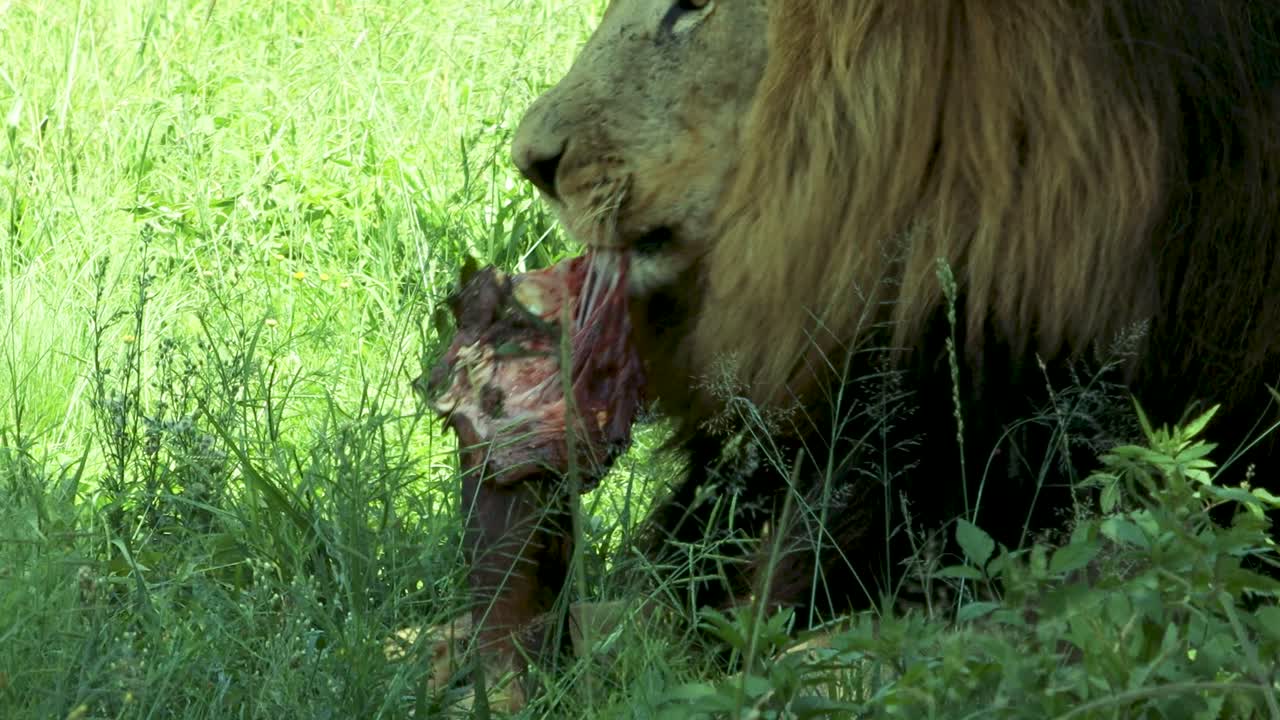 primer plano de león macho comiendo a la sombra 4k