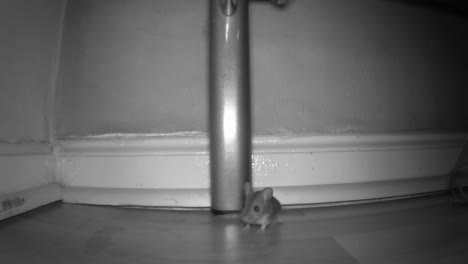 a field mouse stops when it sees the trail camera