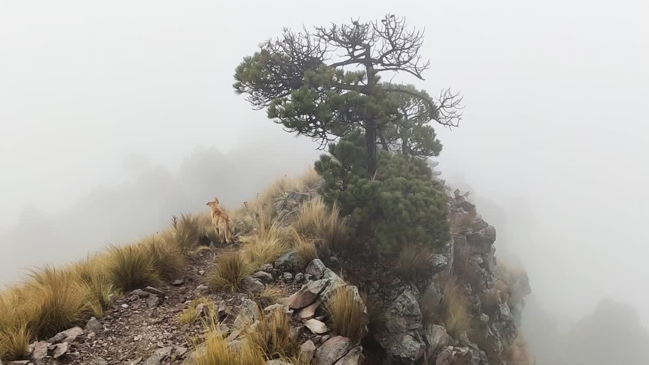 A hiker dog is standing on a narrow path in the mountains with windy, foggy and cloudy weather