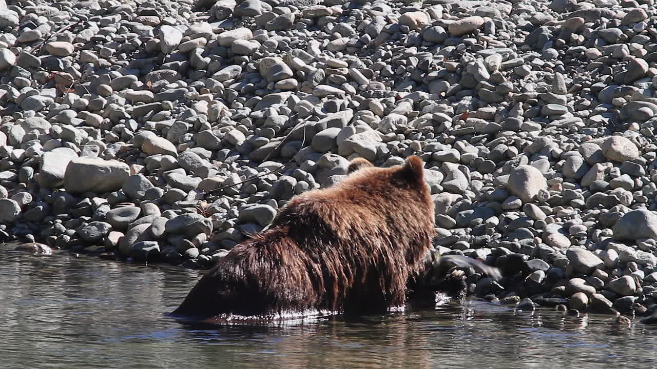 Orso grizzly che mangia salmone su una riva rocciosa