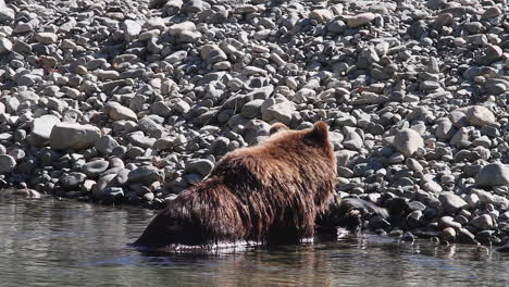 oso grizzly comiendo salmón en agarraderas rocosas de la orilla del río