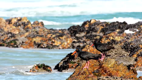 two distinctive african black oystercatchers on coastline rocks at low tide