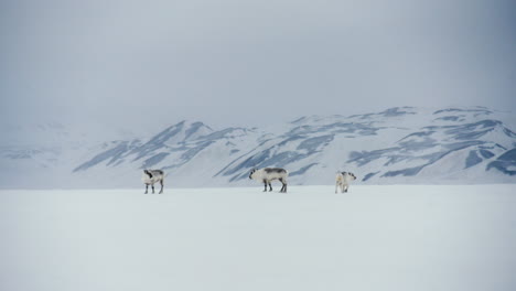Weitwinkelaufnahme-Von-Spitzbergen-Rentieren,-Die-Im-Arktischen-Schnee-Stehen