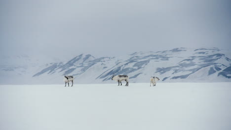 wide shot of svalbard reindeers standing in the arctic snow