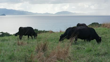 Cow-farm-near-the-sea-in-ishigaki