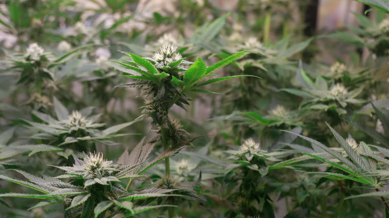개화 단계에서 성장 텐트에서 자라는 대마초 식물의 샷