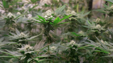 shot of a cannabis plants growing in a grow tent during flowering stage