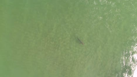 Vista-Aérea-De-Arriba-Hacia-Abajo-De-Un-Tiburón-Solitario-Nadando-En-Aguas-Poco-Profundas-Del-Océano