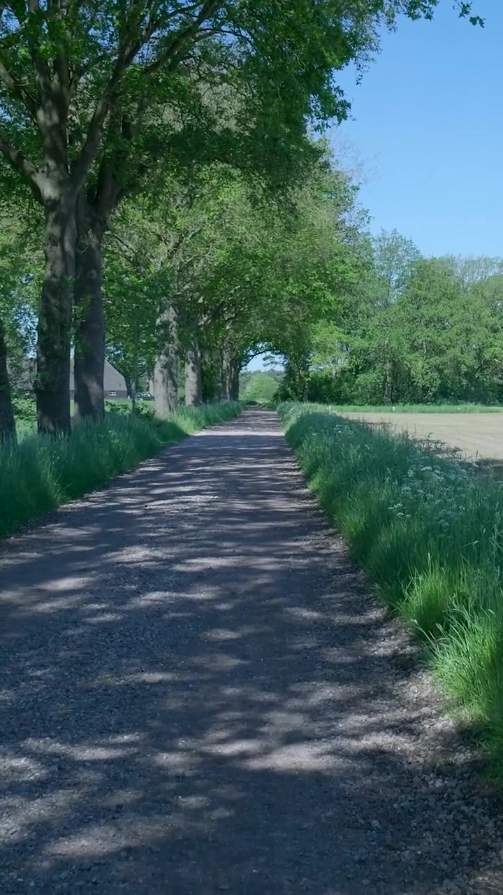 Scenic Countryside Path Lined with Lush Green Trees