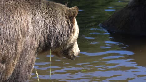 grizzly bear drinking water from a pond in the forest - close up