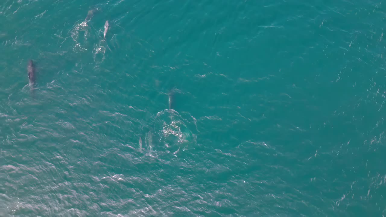 Aerial top down overview of a pilot whale swimming in the clear blue waters of Nøringset, Norway, near the coast