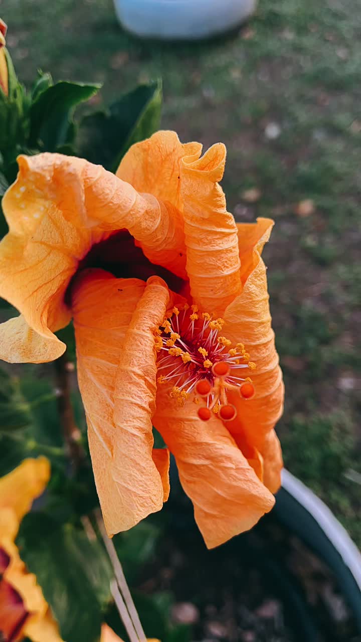primer plano de una flor de hibisco naranja