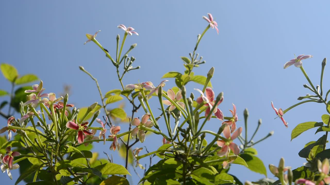 Bunch of tiny flowers with blue sky background