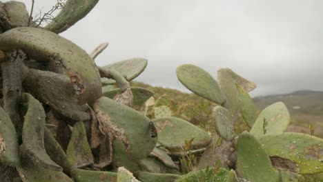 cactus de pera espinosa que crece en las montañas en el campo seco de tenerife en primavera, islas canarias, españa