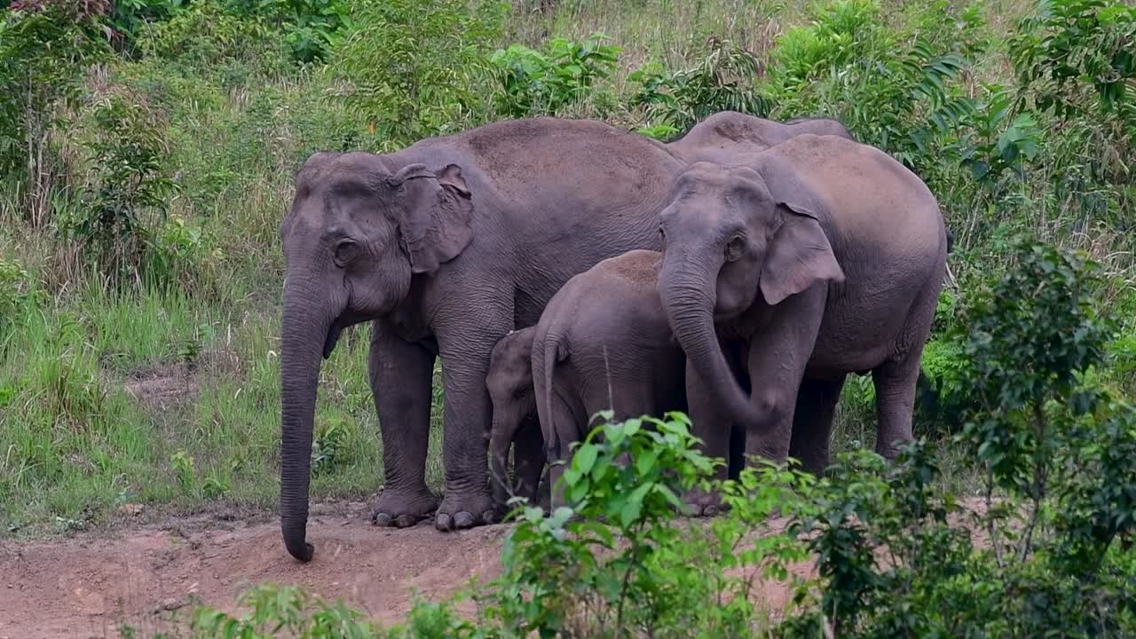 아시아 코끼리는 멸종 위기 종이며 태국 거주자이기도합니다.
