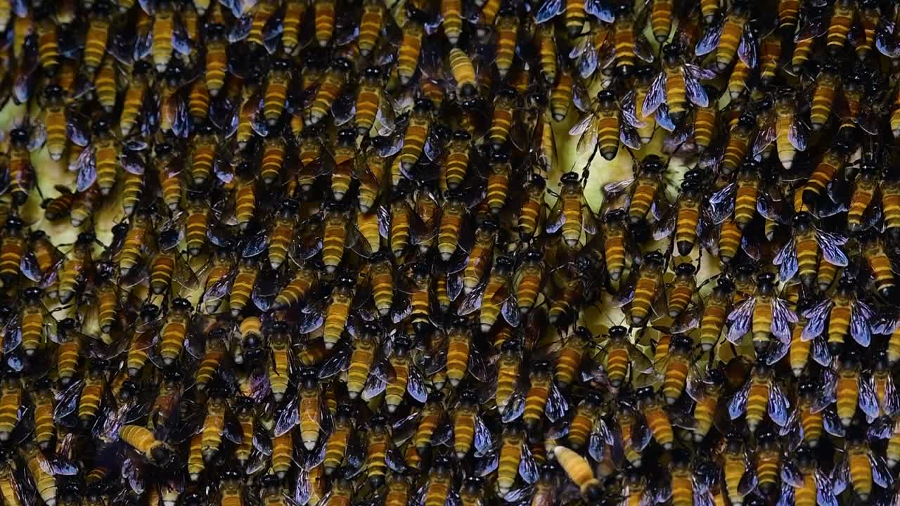 Giant Honey Bees are known to build large colonies of nest with symmetrical pockets made of wax for them to store honey as their food source