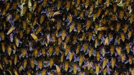 se sabe que las abejas melíferas gigantes construyen grandes colonias de nidos con bolsillos simétricos hechos de cera para almacenar miel como fuente de alimento.