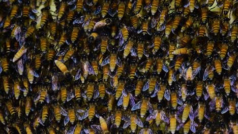 giant honey bees are known to build large colonies of nest with symmetrical pockets made of wax for them to store honey as their food source