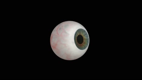 Isolated-human-eyeball-animation-on-a-black-background,-one-animated-eye-ball-close-up