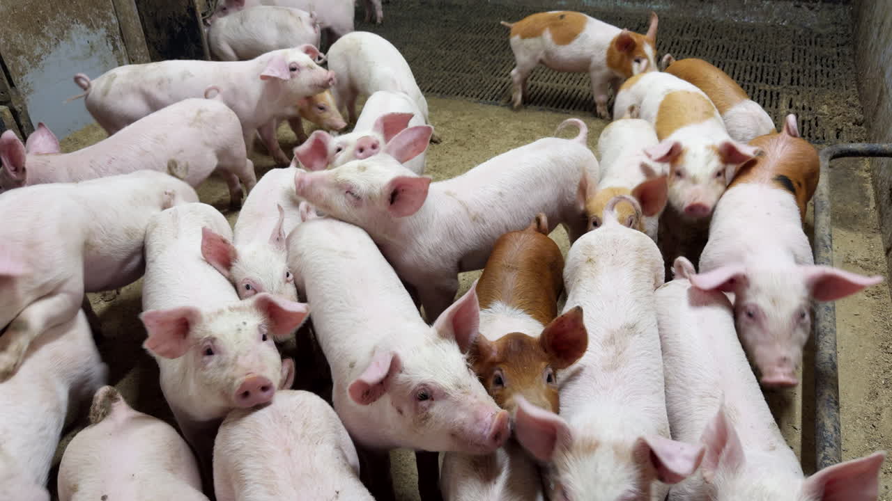Group of piglets actively moving in indoor farm pen. Young pigs for livestock production in controlled agricultural environment