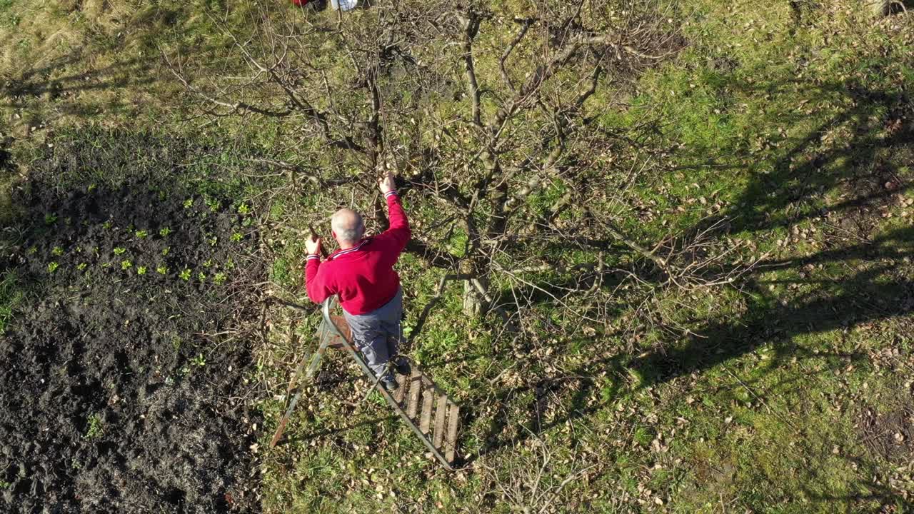 공중 도 리 는 과수원 에서 과일 나무 를 는 가시 를 사용 하여 가지 를 자르고 있는 정원사 에게 움직인다