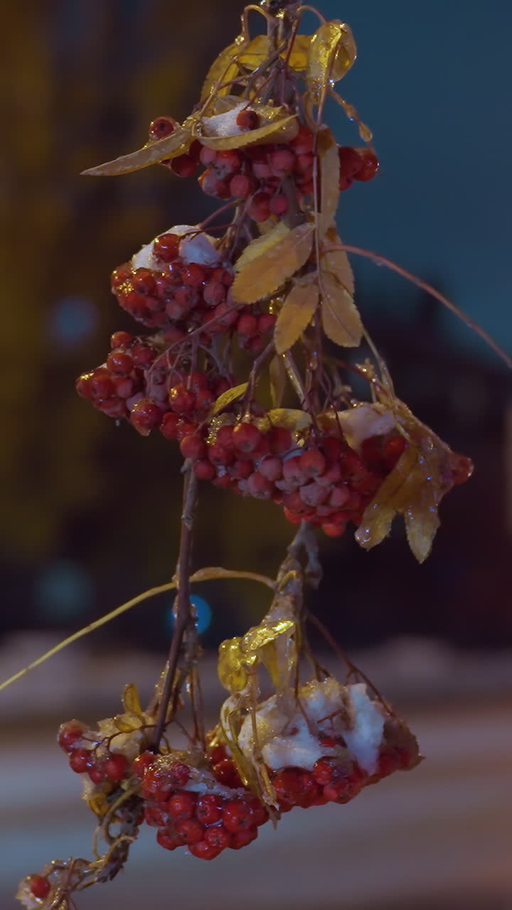 Primo piano di un ramo d'albero con bacche rosse e foglie autunnali, illuminato sotto un cielo blu intenso, con un'auto di passaggio e un edificio residenziale sfocato sullo sfondo.