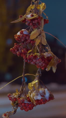 primer plano de una rama de árbol con bayas rojas y hojas de otoño, iluminadas bajo un cielo azul profundo, con un coche que pasa y un edificio residencial borroso en el fondo