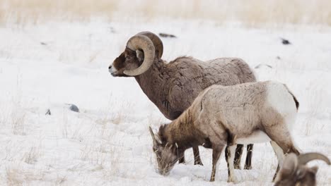 Dickhornschafe-Grasen-Im-Winter-In-Montana