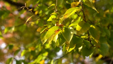 hojas coloridas en el viento durante la temporada de otoño