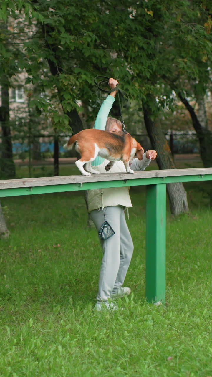 Donna caucasica anziana festeggia un beagle che attraversa un ponte con la mano alzata e un dolcetto, addestratore volontario che premia un cane sicuro di sé su una tavola sopraelevata, atmosfera vivace del parco, legame gioioso e vittorioso