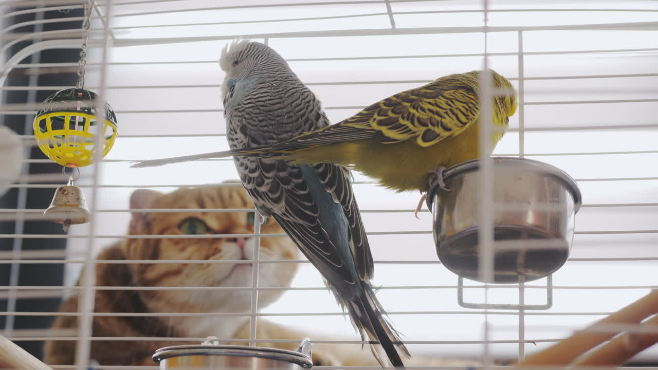 고양이와 함께 동굴에 있는 무새