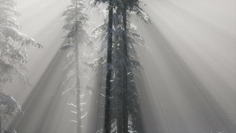 Misty-Fog-in-Pine-Forest-on-Mountain-Slopes