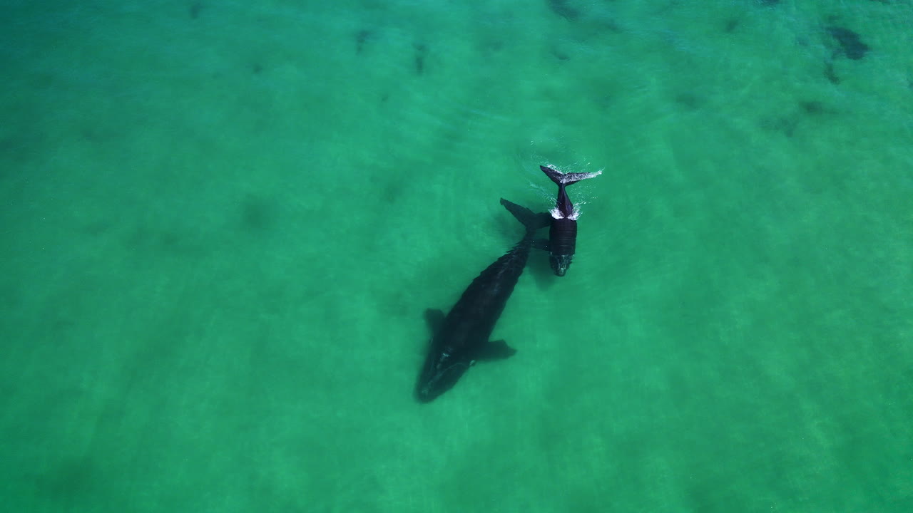 깨끗한 얕은 바다, 머리 위 궤도에 떠 있는 어미와 송아지 남방긴수염고래
