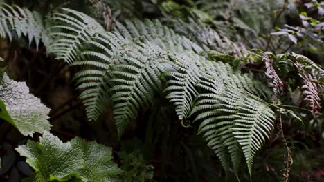 Close-up-of-the-fern-leafs-being-moved-by-the-wind