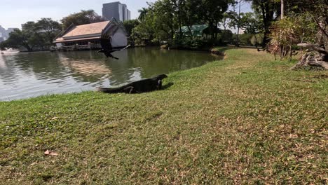 crow observes as monitor lizard traverses grassy lakeside.