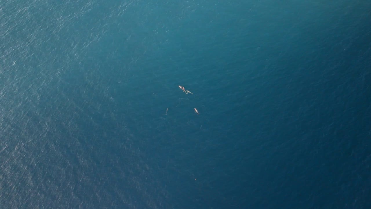 파나마의 산 블라스 섬에서 드론의 관점에서 볼 때 돌고래