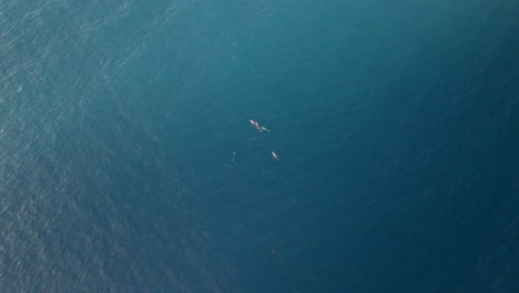 dolphins from drone perspective in san blas islands in panama