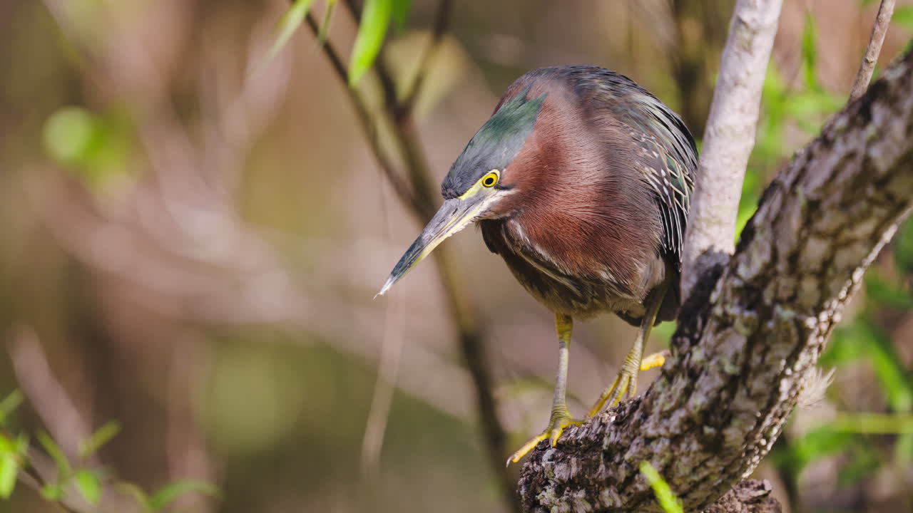 Green Heron Climbing Cypress Tree Branch