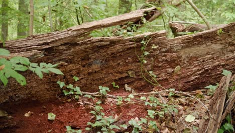 Tronco-De-árbol-Podrido-Cerca-De-Wissahickon-Creek