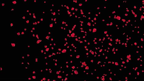 4k rose petals falling realistic animation falling rose petals you can replace background engagement