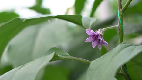 Blossomed-color-of-cucumber-and-green-leaves-around-it