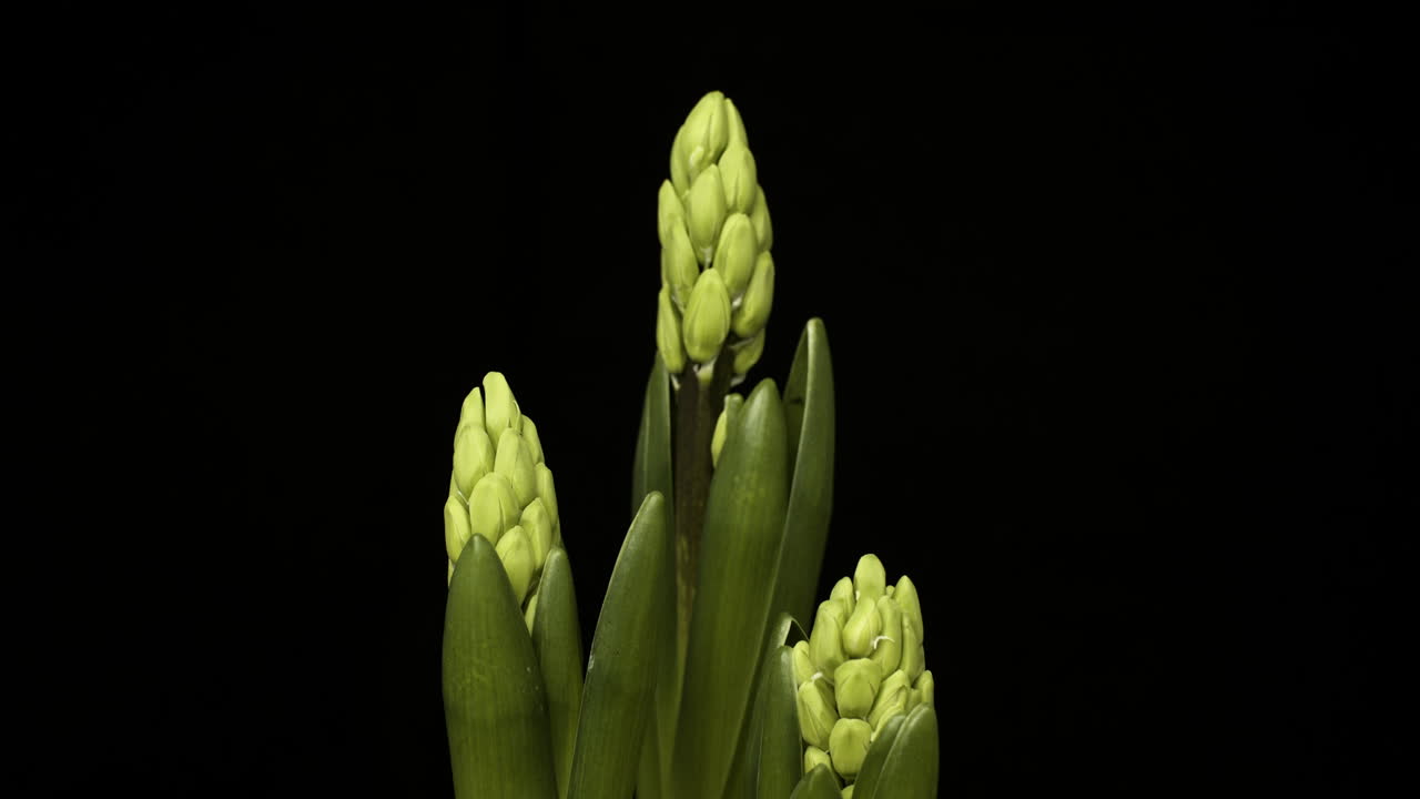 A cluster of green bulbs of hyacinth flower slowly coming out from its narrow leaves preparing to bloom - timelapse