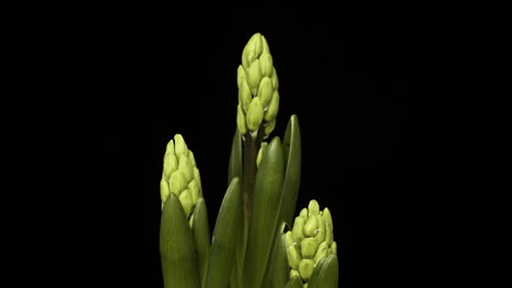 a cluster of green bulbs of hyacinth flower slowly coming out from its narrow leaves preparing to bloom - timelapse